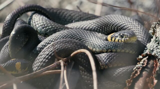 Grass Snakes Warming Together in Spring Sunlight
