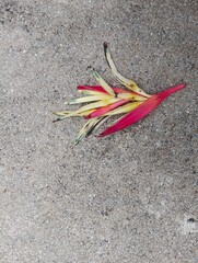Fallen tropical flower beach shore nature photography sandy environment close-up view beauty of flora