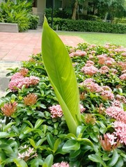 Vibrant green leaf amidst pink flowers urban garden nature photography lush environment close-up view botanical beauty