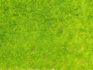 Vibrant green grass field nature landscape detailed close-up outdoor environment lush view serenity and growth