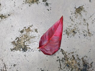 Vibrant red leaf on weathered surface urban environment nature photography close-up perspective natural beauty