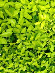 Lush green foliage close-up natural habitat plant photography bright environment eye-level view nature's beauty