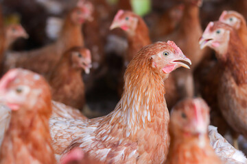 Close up of brown chicken in chicken farm © maybeiii