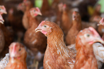 Close up of brown chicken in chicken farm