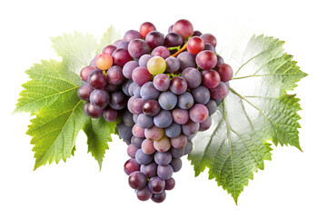Fototapeta premium Fresh bunch of purple and green grapes with leaves isolated for culinary use transparent background
