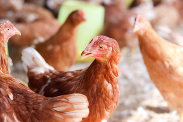 A lot of brown chicken in chicken farm