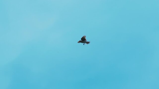 Skylark Hovering in the Air, Suspended in Wind, Spring Day, Blue Sky - Alauda arvensis