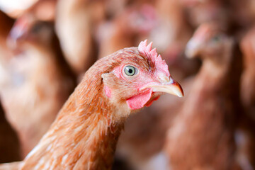 Close up of brown chicken in chicken farm