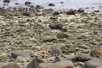 Penguins on a rocky beach by the ocean in Andaman island 