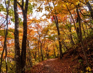 Fototapeta premium Autumn forest path. Sunlight streams through colorful trees
