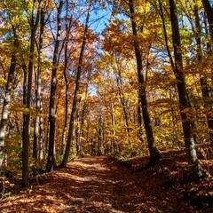Obraz premium Autumn forest path bathed in sunlight