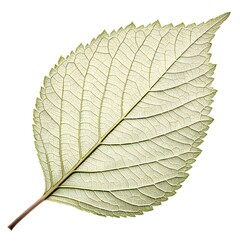 Obraz premium Oregon Ash Leaf Lush Green Botanical Detail with Distinct Vein Patterns and Fresh Organic Texture Isolated on Bright White Background for Clean Minimal Natural Contemporary Design