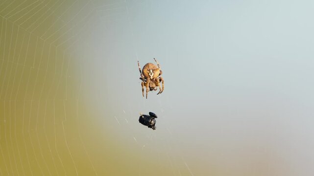 Spider on Web with Struggling Prey in Forest on a Sunny Spring Day