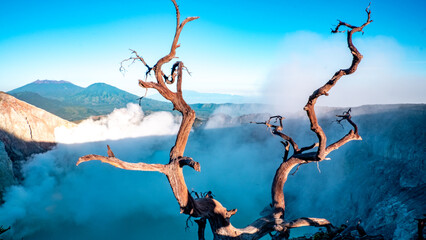 Fototapeta premium Dry twisted tree branches overlooking the turquoise crater lake Kawah Ijen with volcanic smoke in East Java, Indonesia. Unique volcanic landscape with dramatic contrast of nature and barren wood.