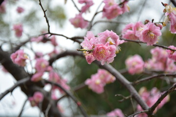 春を告げる美しい梅の花