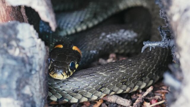 Common Grass Snakes, Natrix natrix, Basking on a Spring Day
