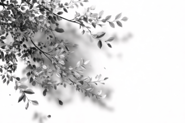 Overlay effects of realistic branches and leaves shadows isolated on transparent background