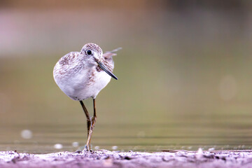 Kwokacz © chytla_fotografie