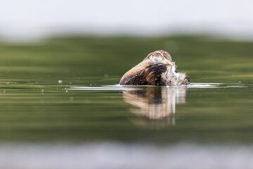 Perkozek © chytla_fotografie