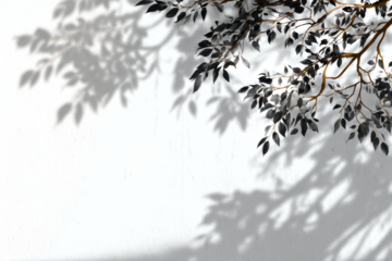 Overlay effects of realistic tree branch and leaves shadows isolated on transparent background, mockup of shadow for product presentation, backdrop, Summer sunlight and shadow overlay