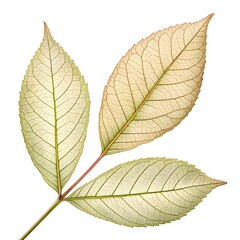 Obraz premium Carolina Ash Leaf Graceful Green Botanical Texture with Fine Vein Details and Natural Elegance Isolated on Bright White Background for Minimal Modern Nature and Organic Design