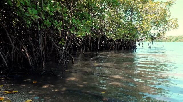 A close-up of a mangrove plant. The ecological concept of coastal survival is to deflect ocean waves with mangrove trees.