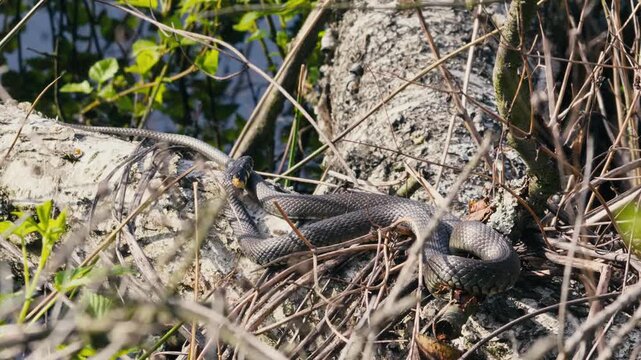 Common Grass Snakes, Natrix natrix, Basking on a Spring Day