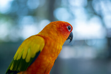 A cute, brightly colored, large-eyed sun conure with a blurred background.