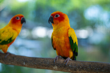 Sun conure parrots with bright yellow, green and orange feathers perches on a branch.