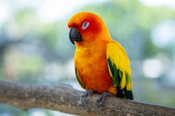 Sun Conure Parrot Sleeping on a Branch