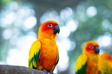 A group of sun conures perched on a branch.