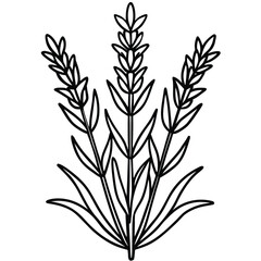 Stylized Outline Drawing of Three Lavender Stalks with Leaves herb plant