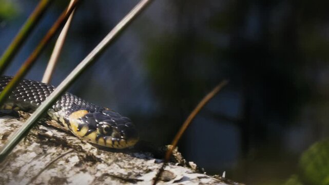 Common Grass Snakes, Natrix natrix, Basking on a Spring Day
