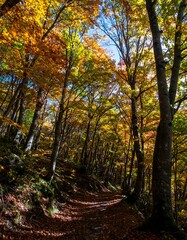 Fototapeta premium Autumn forest path (10)