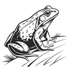Monochrome Illustration of a Detailed Frog Resting Peacefully, Rendered in Striking Black and White