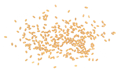 Wheat grains scattered isolated on white background and texture, clipping path