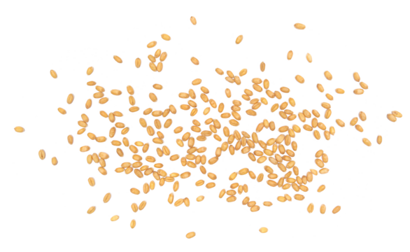 Wheat grains scattered isolated on white background and texture, clipping path