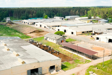 Fototapeta premium view of a modern cow farm in a deciduous forest
