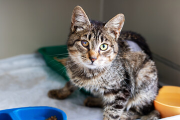 A Relaxed and Playful Tabby Cat Enjoying Life in a Cozy Shelter Environment