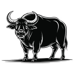 black and white bull