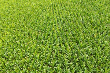 Getreidefeld im Fr&uuml;hling