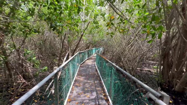 4K CAMINO DE MADERA MANGLAR
