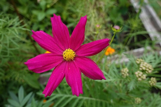 Schmuckk&ouml;rbchen - Cosmea - Cosmos Bipinnatus