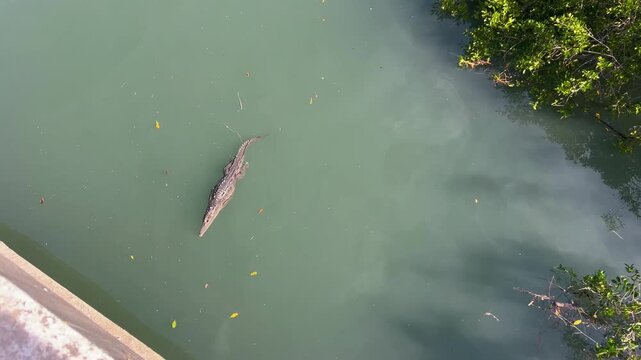 4K COCODRILO NADANDO EN ESTERO