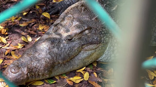 4K COCODRILO