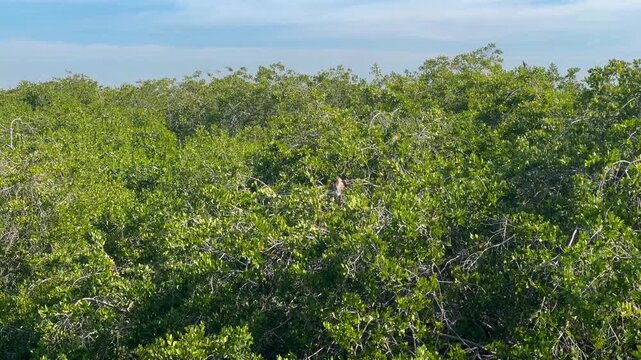 4K IGUANAS EN MANGLAR