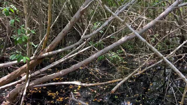 4K MANGLAR ESTERO