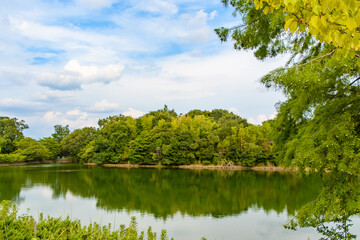Lush green pond surrounded by summer forest in Japan