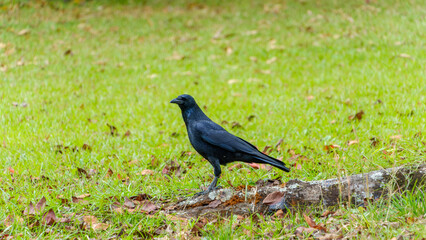 Black crow standing on green grass field
