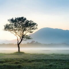 Fototapeta premium A tree in a misty landscape